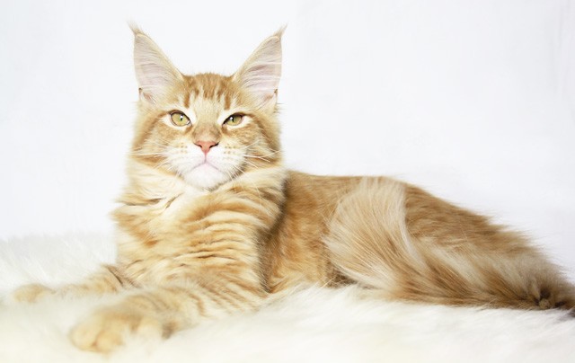 Rote Löwin sucht neues Zuhause - Maine Coon - olpe