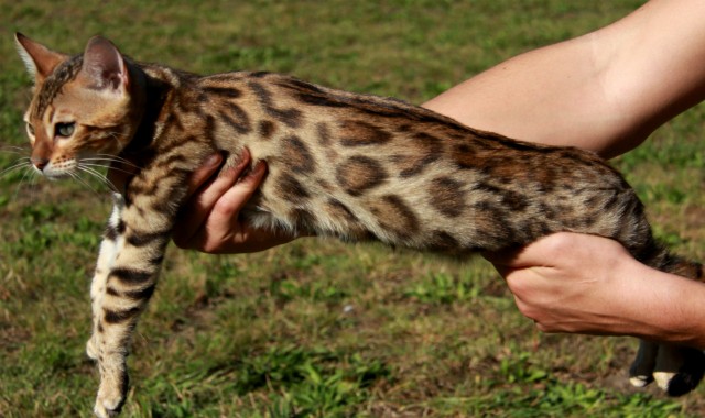 Bengalkatzen,Bengalen,Bengalkatze - Bengal - Berlin
