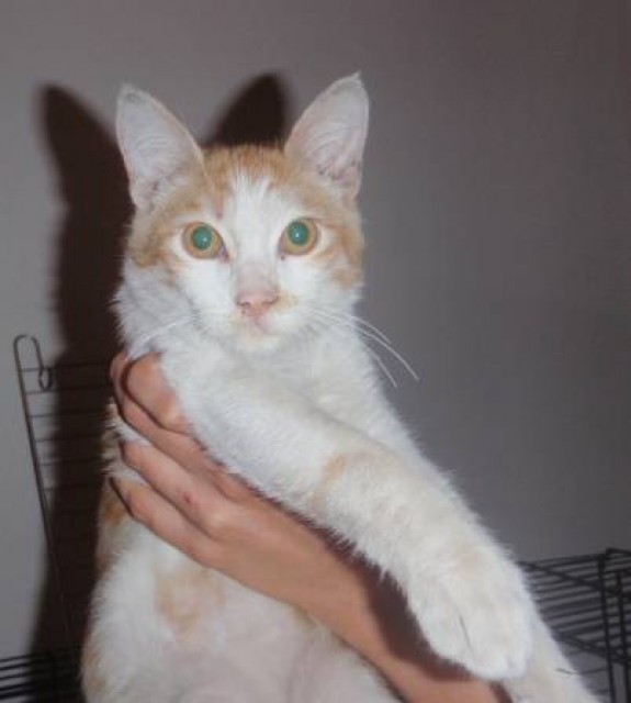 Junger Kater ca. 4-5 Mon. aus Tierschutz (Athen) - Hauskatzen - Remscheid