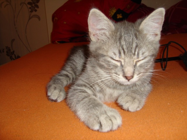 Waldkatze -BKH Kater suchen - Norwegische Waldkatze - Dortmund