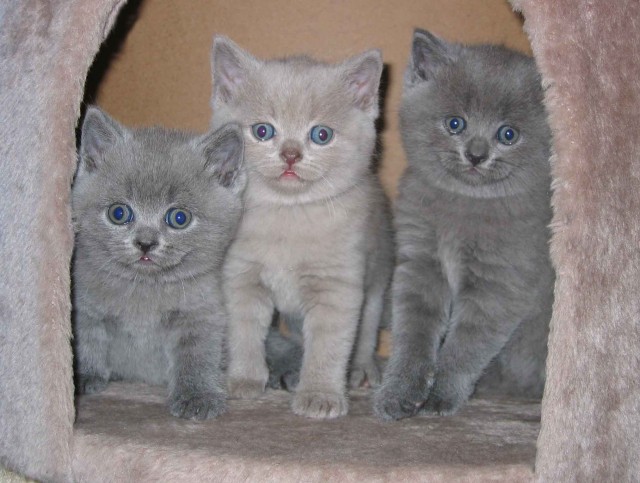 Schwarze Baby Katzen Mit Blauen Augen