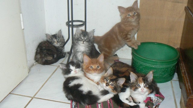 Maine Coon Cattery MOONSHINEVALLEY hat traumhaft schöne Kitten ! - Maine Coon - Schönau/ Altneudorf