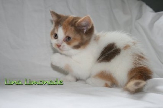 Süße Britenbabies sind angekommen - British Kurzhaar - Salzgitter