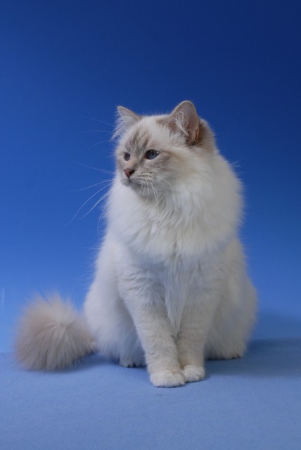 Sehr liebe Birmakatze, weiblich, 3 Jahre alt, in lilac-tabby-point, nur mit Jung - Birma - Owen