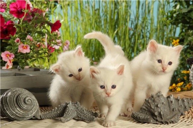 Wurfankündigung 2012 - Birmababys in creme & red, auch mit tabby erwartet !!! - Birma - Owen