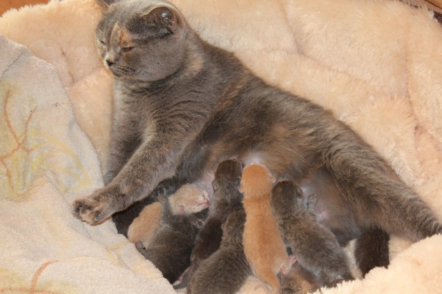 Britisch Kurzhaar Babys Mit Stammbaum Katzenzucht Polen Katzen Kleinanzeigen Net