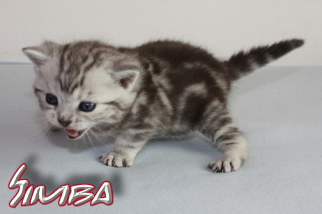 BKH Kitten abzugeben! - Abessinier - Oberdrauburg