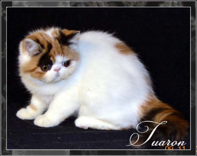 Wundschönen Exotic SH Kitten!!!! - Exotic Shorthair - Menden