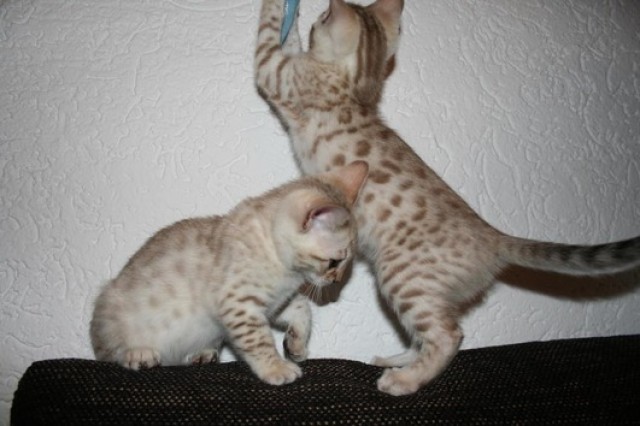 Reinrassige Bengalkitten mit Stammbaum  - Bengal -  Frankfurt