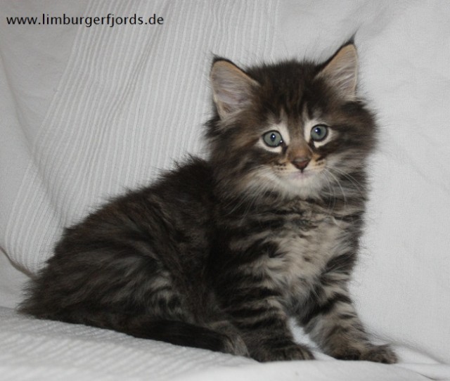 Norwegische Waldkatzen aus Familienhobbyzucht - Norwegische Waldkatze - Straelen- Herongen