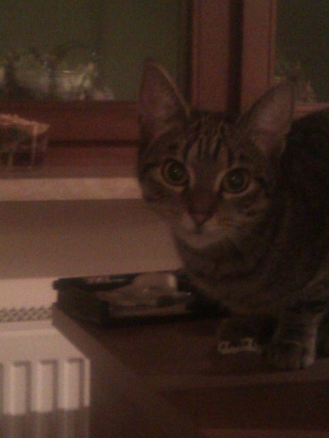 Klein Minnie sucht neues zuhause :) - Freigaenger - Limburg