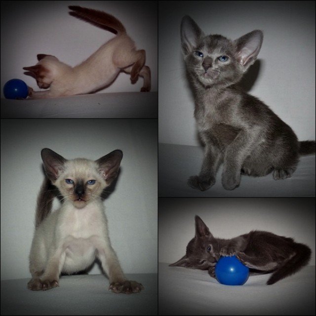 OKH & SIA Kitten - Orientalische Kurzhaar - Celle
