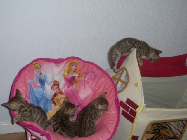 Bengal babys - Bengal - Alsdorf