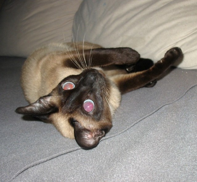 Super Süße Siamdame, anhänglich, verspielt und  - Siam - Heilbronn