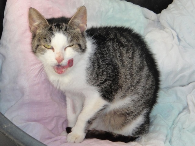 Schmusekater sucht Kuschelplätzchen! - Mischling - Wien