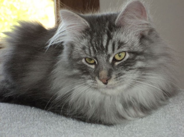 Sibirientaigas Viljo - Sibirische Katze - Heusweiler