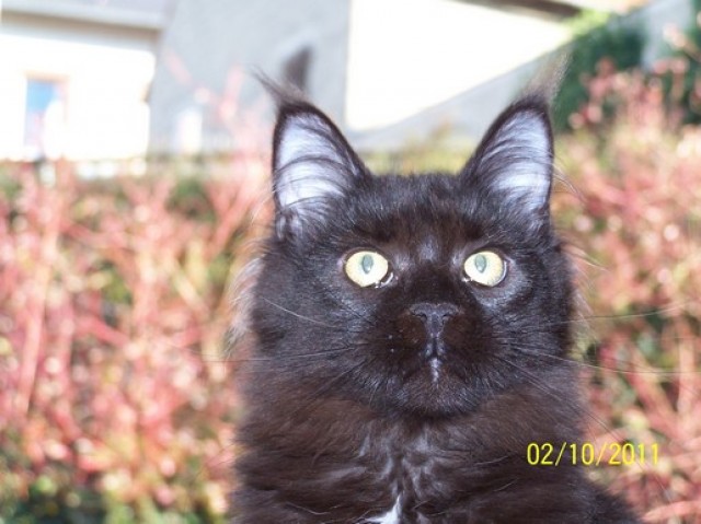 Typvolle lackschwarze Maine Coon Dame - Maine Coon - Lich