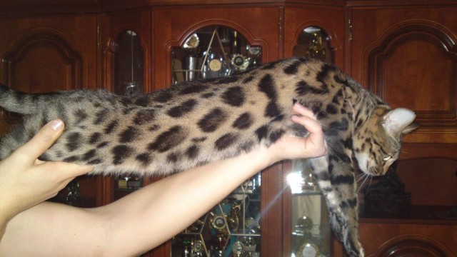 Bengalkatzen,Bengal,Bengalkatze - Bengal - Berlin