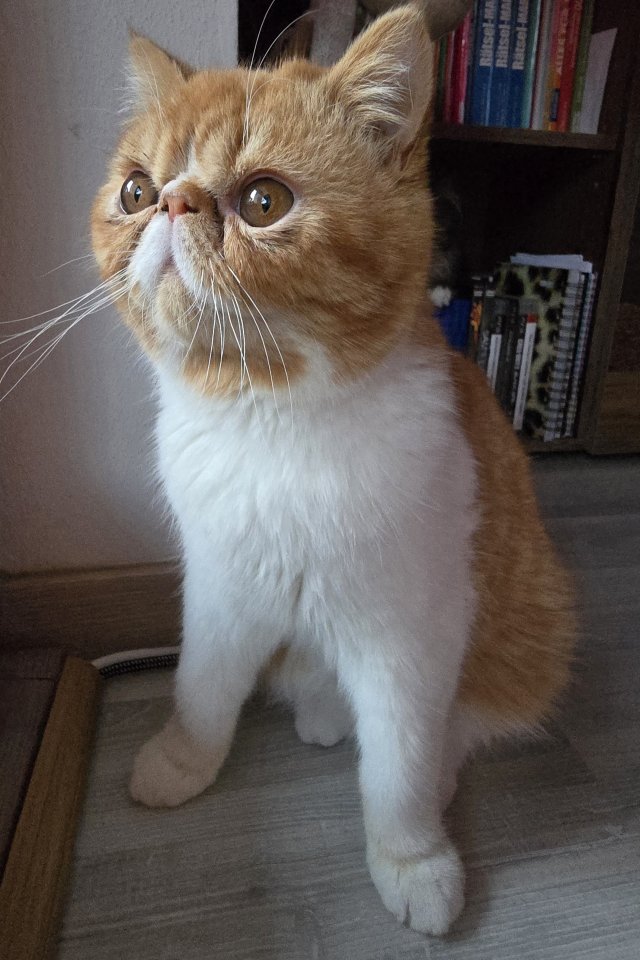 Exotic Shorthair Deckkater red tabby spotted white mit Stammbaum - Deckkater - Meerane