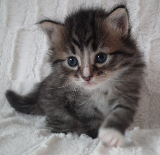 Süsse Sibibabys aus liebevoller Hobbyzucht abzugeben - Sibirische Katze - Rüsselsheim