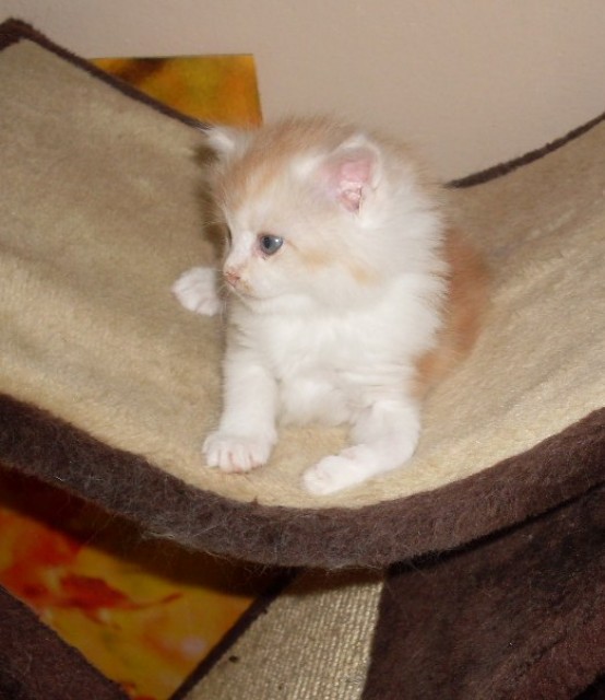Reinrassiges Maine Coon Katerchen mit Stammbaum - Maine Coon - Vohburg