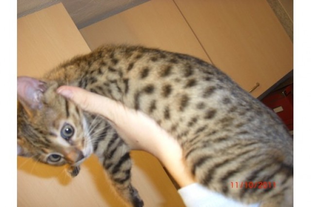 TOP bengal kittens Show/Breeder  - Bengal -  Frankfurt