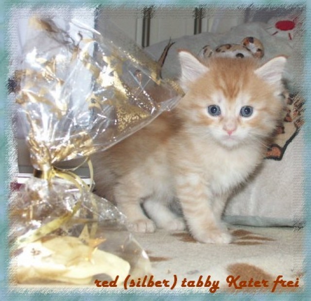 Wunderschöne Maine Coon Babies - Maine Coon - Siegen