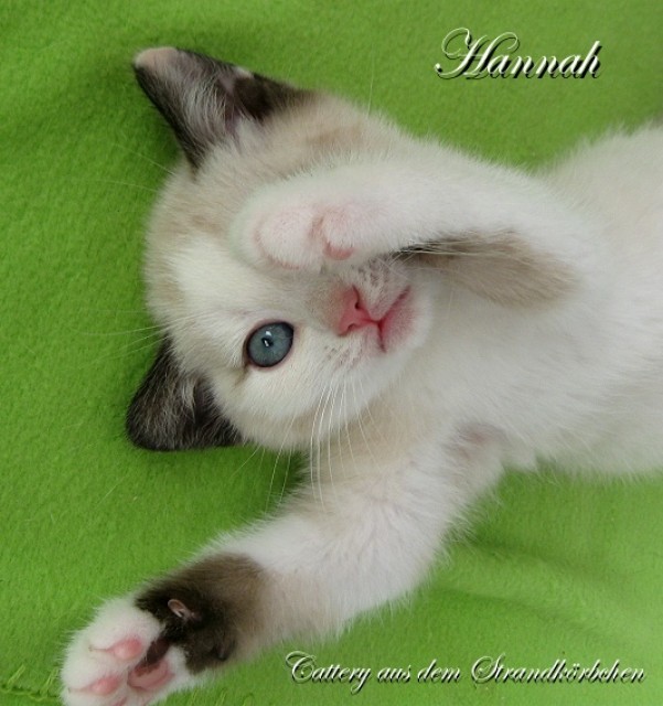 4 zauberhafte BKH-Mädchen m.blauen Augen suchen ab sofort.... - British Kurzhaar - Petschow