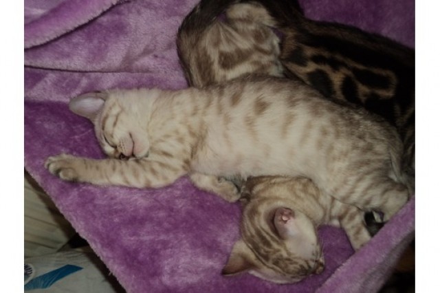 Süsse kleine Bengalkätzchen - Bengal - Heinz Plaza 