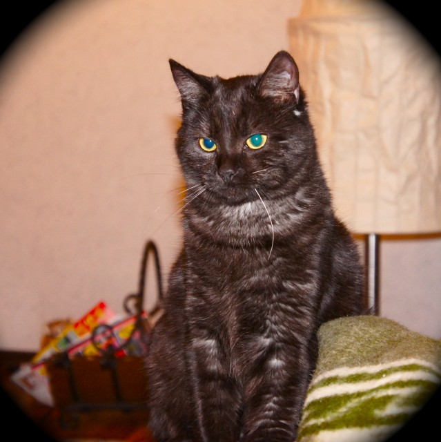 Gesuchte Katter - Katzen Sonstige - FRIEDBERG 