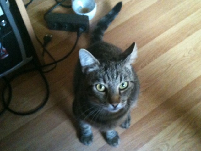 Unser Kater ist seit dem 12.12.2011 entlaufen - Freigaenger - Ritterhude