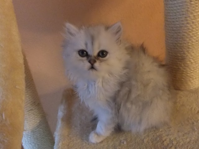 Perserkatzen Babys - Perser - Freiburg im Br.