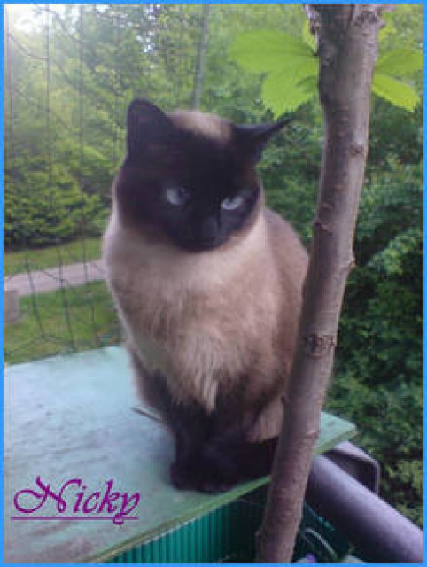 Suche liebe Katze ab 5 Jahre als Zweitkatze :-) - Katzen Sonstige - Ammersbek