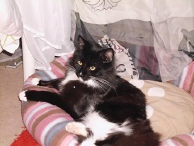 Maine coon katze such ein neues zu hause - Maine Coon - fürstenwalde