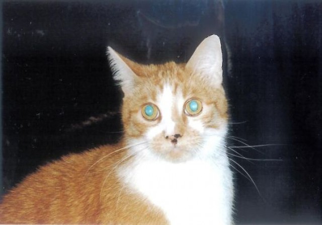 Trauriger Kater Carlo - Hauskatzen - Bochum