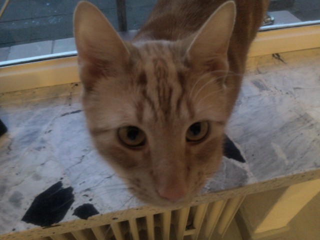 Mein Kater Maylo sucht dringend ein neues Zuhause - Freigaenger - Wedemark