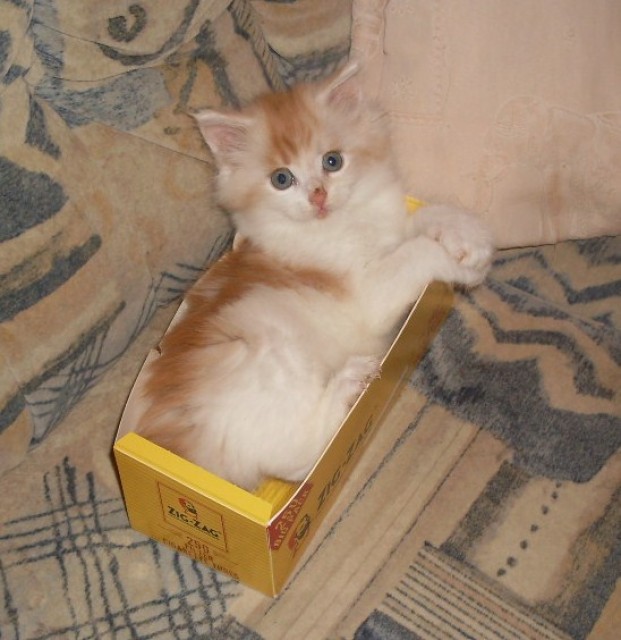 Reinrassiges Maine Coon Katerchen mit Stammbaum - Maine Coon - Vohburg