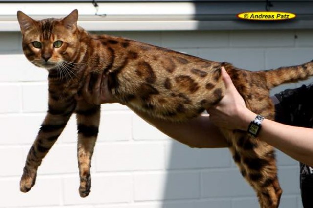 Bengalkatzen - neue Generation  - British Kurzhaar - Darmstadt 