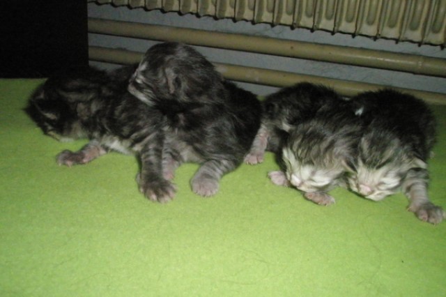 Junge Siberiankätzchen - Sibirische Katze - Prag