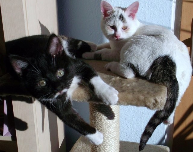 Katzen Jungtiere mit Schwerer Vergangenheit suchen nette Menschen - Hauskatzen - Berlin
