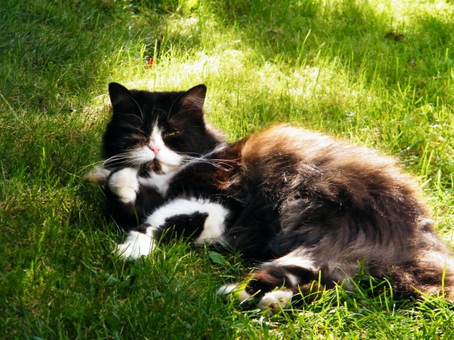Katze aus gesundheitlichen Gründen abzugeben - Hauskatzen - München