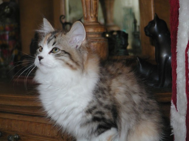 Ivana vom Ohlenberg (Sibirische Katze) - Sibirische Katze - Waldbreitbach