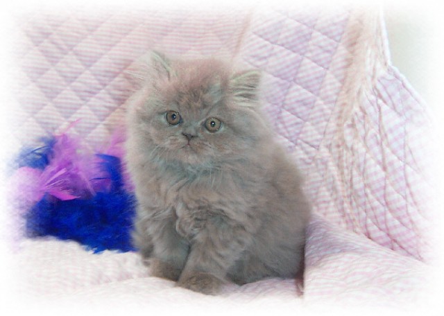 Geschenke persische Kätzchen suchen ein neues Zuhause - Perser - Dresden 01099