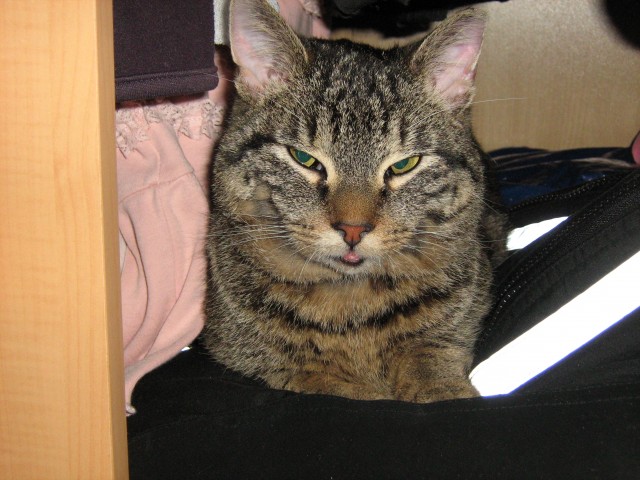 Kater vermisst seit dem 06.02.2012 in Bergkamen - Hauskatzen - Bergkamen