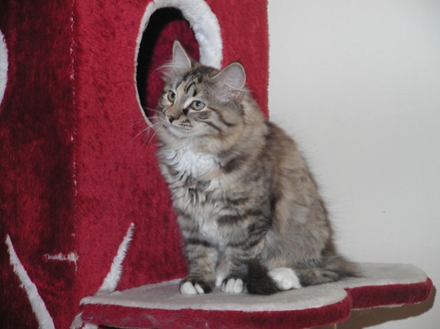 Ira vom Ohlenberg - Sibirische Katze - Waldbreitbach Ira vom Ohlenberg - Sibirische Katze - Waldbreitbach