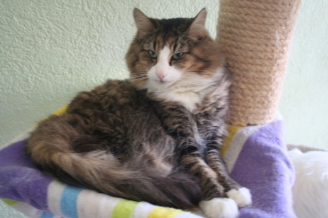 Buffy sucht neues zu Hause - Norwegische Waldkatze - Kamp-Lintfort
