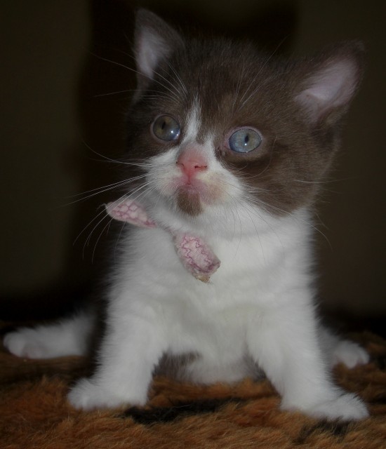 Paulina, ein BKH - Kätzchen sucht noch ein neues Zuhause - British Kurzhaar - Welzheim