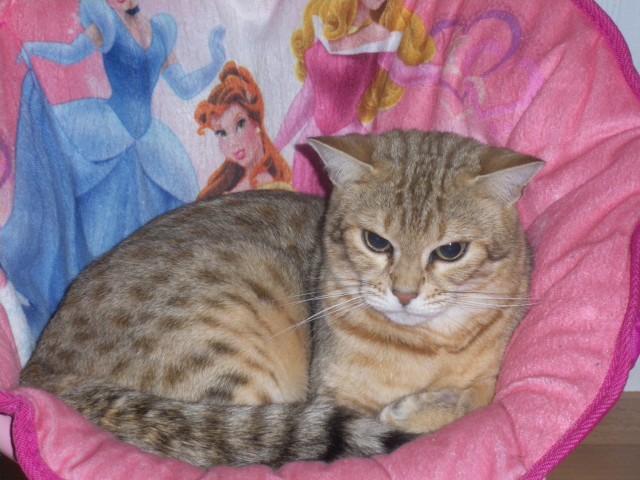 Bengal baby - Bengal - Alsdorf