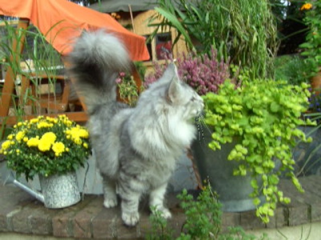 Ein Traum in silver Norwegische Waldkatze 2 Jahreaus DK* FiFe Papiere,Ausstellun - Norwegische Waldkatze - Essen