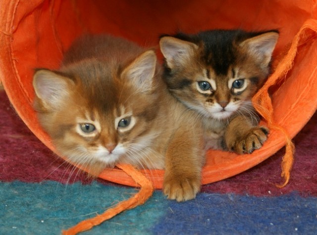 Somali-Kitten in wildfarben und sorrel - Somali - Kempfeld